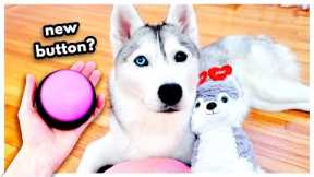 Husky Gets New BUTTON for Valentine's Day!