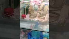 Wedding Packing Ideas| bridal and groom basket and Acrylic Gift Box | bridal suite Packing openpik