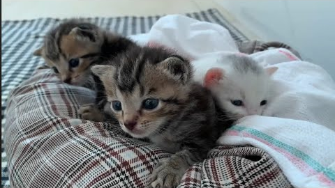 My Mom's DIY Kitten Gift is Purrfectly AMAZING