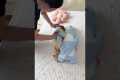 Soothing Clapping Plush Toy | Gentle